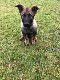 Stene Německého ovcaka s PP - 6