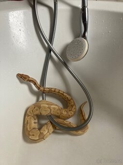 Krajta královská - 6