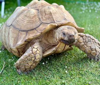 ‼️ Želva ostruhatá (Centrochelys sulcata) ‼️ - 6