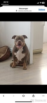 American bully pocket (mini) - 6