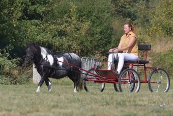 Klisna shetland pony - 6