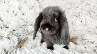 Zakrslý beránek, králíček, králík - PEGGY - 6