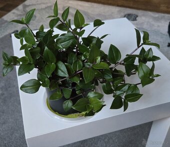 Tradescantia fluminensis,  velký trs - 6