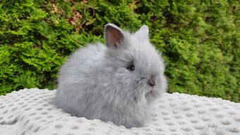 Zakrslý králík, králíček -(TEDDY)-FLORIAN - 6