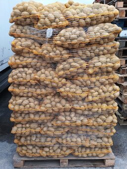 Brambory na uskladnění - 6