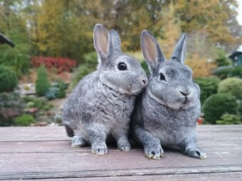 Zakrslý REX činčilový s rodokmenem miminka - 6