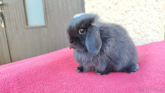 Zakrslý beránek, králíček, králík - ELLA - 6