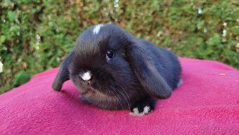 Zakrslý beránek, králíček, králík - DENIS - 6