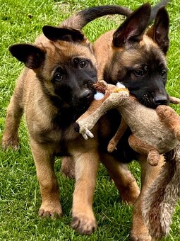 BELGICKÝ OVČÁK MALINOIS - 6