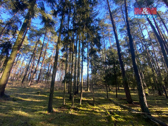 Prodej lesa, 2484 m², Všehrdy - 6
