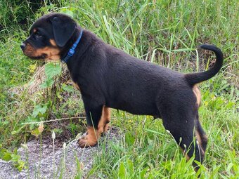 Šteniatka Rottweilera, Rottweiler, Rotvajler,Rottweiler s PP - 6