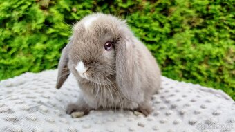 Zakrslý beránek, králíček, králík - ŇUFÍK - 6