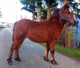 Klisnička - hnědka WPB - 6