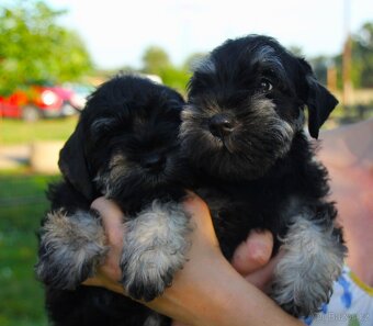 Knírač malý černostříbřitý s PP - 6