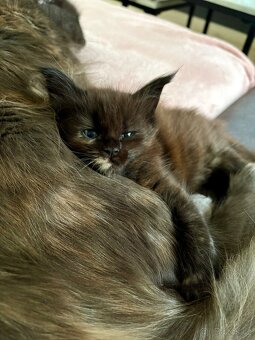 Mainska mývalí - 6