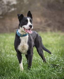 Kříženec molose - 6