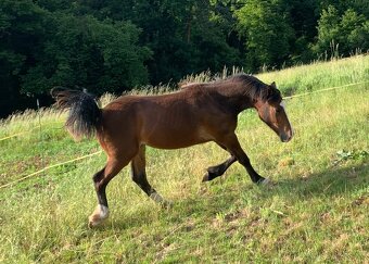 Nádherný Valášek WPRB - 6