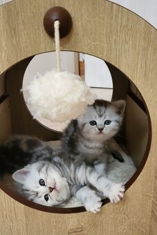Britská-whiskas-koťátka - 6