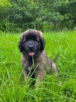 Leonberger - štěně s PP fenečka Christie - 6