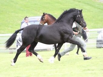 Welsh Cob klisna - 6 let - 6