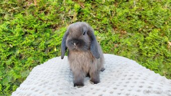 Zakrslý beránek, králíček, králík - PATRIK - 6
