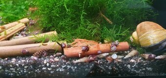 Cambarellus patzcuarensis var. Orange (CPO) - 6
