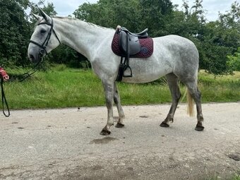 Kladrubská klisna Collar-54 - 6