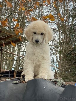 Pudl královský - 6