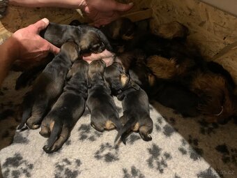 Jezevčík standard drsnosrstý s PP - 6