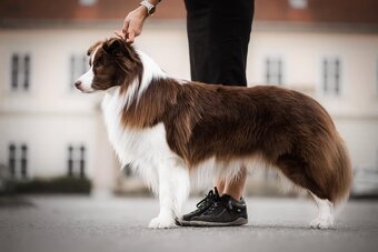 Štěňátka border kolie s PP - 6
