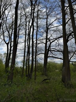Prodám pozemky v k. ú. Holičky u Staré Hlíny - 6