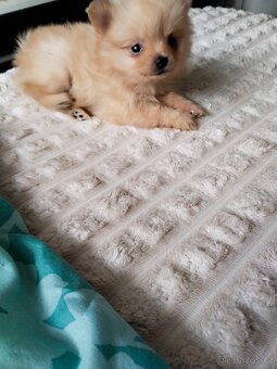Pomeranian mini Boo - 6