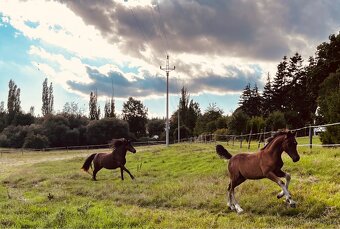 Welsh pony (C) hřebeček - 6