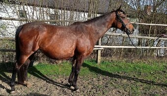 sedmiletá  klisna - 6