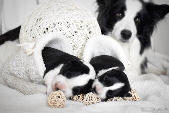 Border kolie s PP - 6