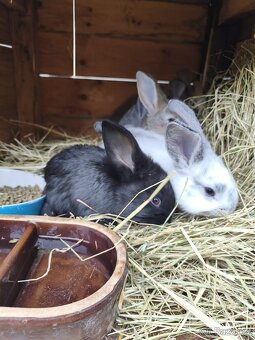 Belgický obr + Hyla - 6