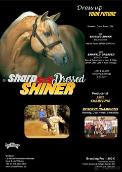 QH hřebec do sportu - TOP cowhorse/reining původ, super cena - 6