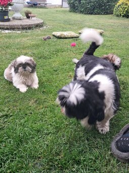 Shih-tzu,sicu,shi-tzu - 6