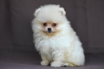Pomeranian - 6