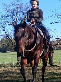 Valach QH 4,5 roku - 6