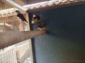 Amadina Diamantova. - 6