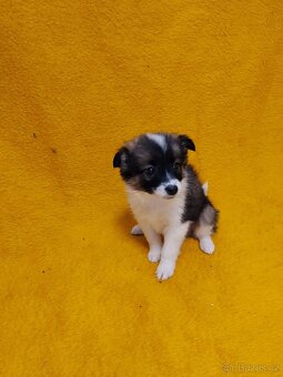 Štěňata Kříženců Německý špic x bordel kolie - 6