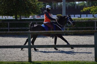 Equanadi-arabsky zrebec - 6