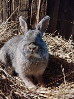 Samička výměnou za samce - 6