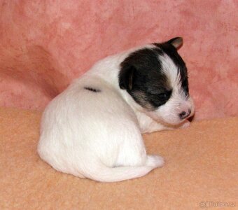 Jack Russell teriér – 4 fenky + 2 pejsci s PP k rezervaci - 6