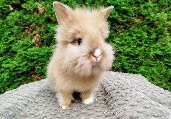 Zakrslý králík, králíček -(lvíček)-TESSIE - 6