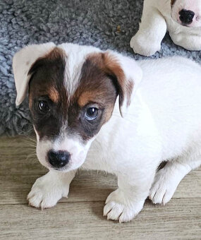 Prodám štěně (pejska) Jack Russell teriéra s PP - 6