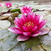 lotosy  lekníny vodní rostliny rákos řezan zblochan ostřice - 6