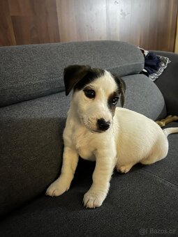 Jack Russell teriér - 6