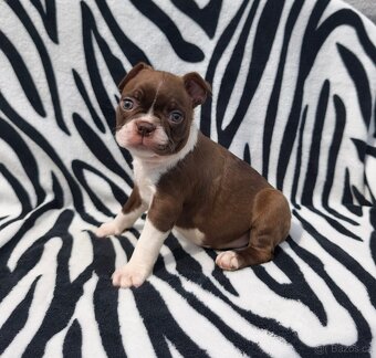 Bostonský teriér , Boston Terrier psik s PP - 6
